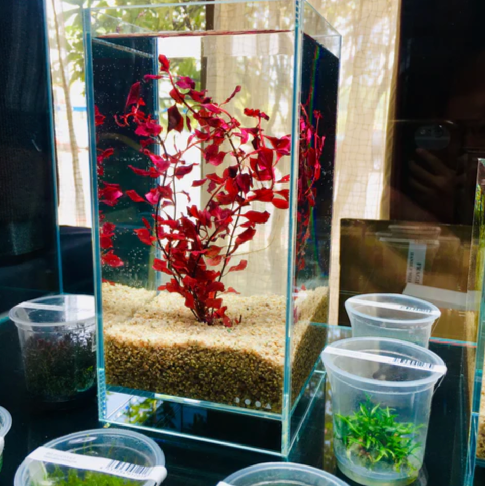 DOOA Neo Glass AIR W15×D15×H30 (cm) | The Arium Shop