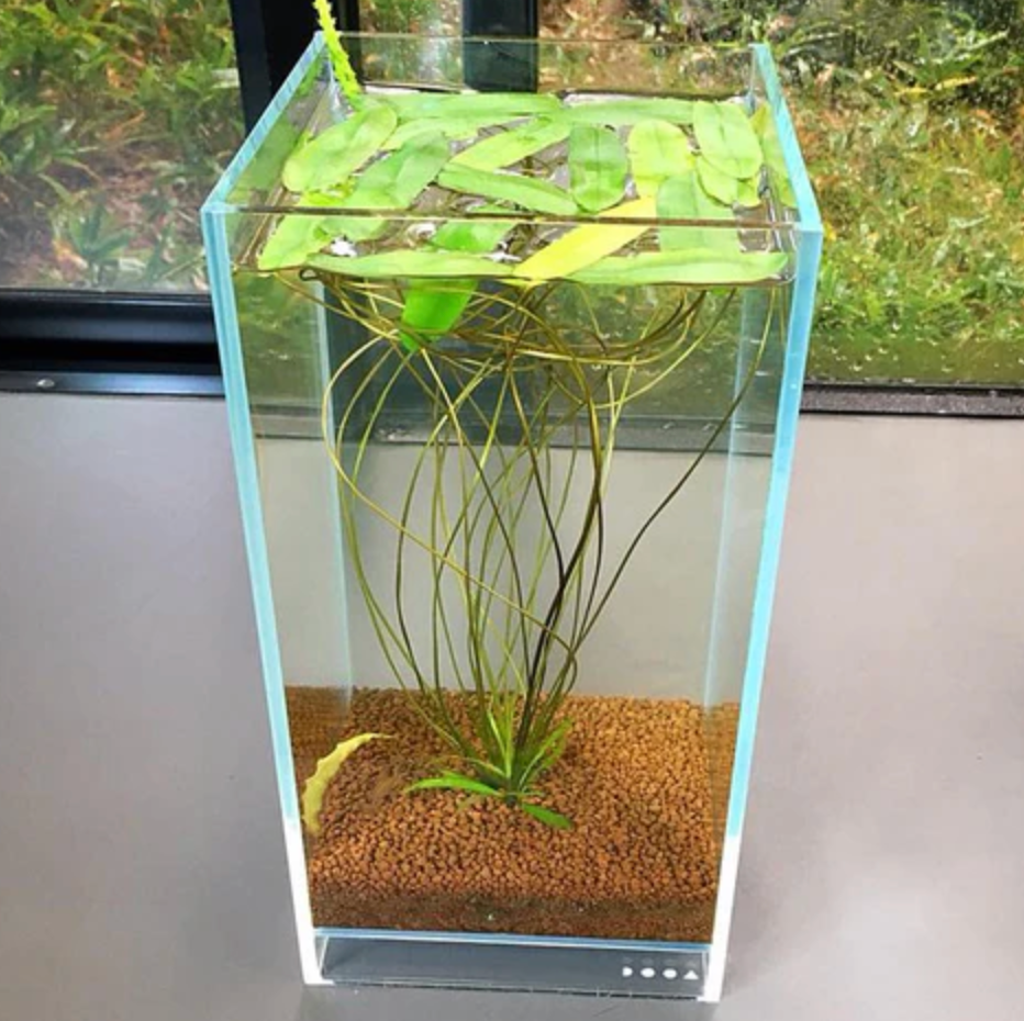 DOOA Neo Glass AIR W15×D15×H30 (cm) | The Arium Shop