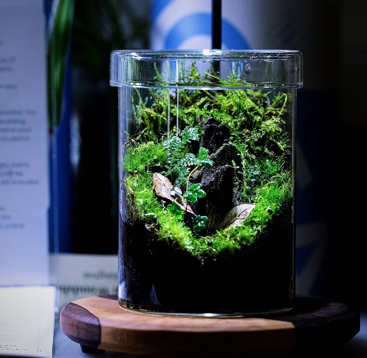Modern Nature Design | The Arium Shop